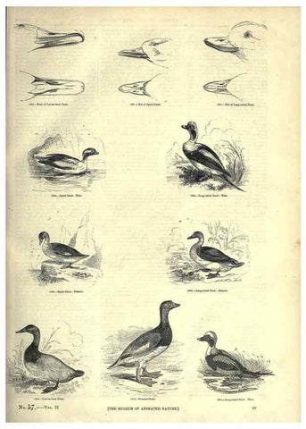 Reproducción/Reproduction 7739991216: The pictorial museum of animated nature .... London :C. Cox,[1844?]