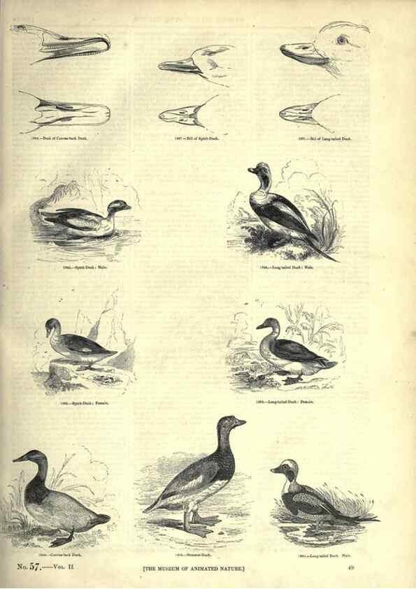 Reproducción/Reproduction 7739991216: The pictorial museum of animated nature .... London :C. Cox,[1844?]