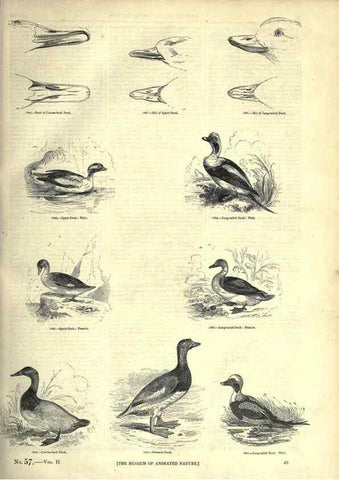 Reproducción/Reproduction 7739991216: The pictorial museum of animated nature .... London :C. Cox,[1844?]