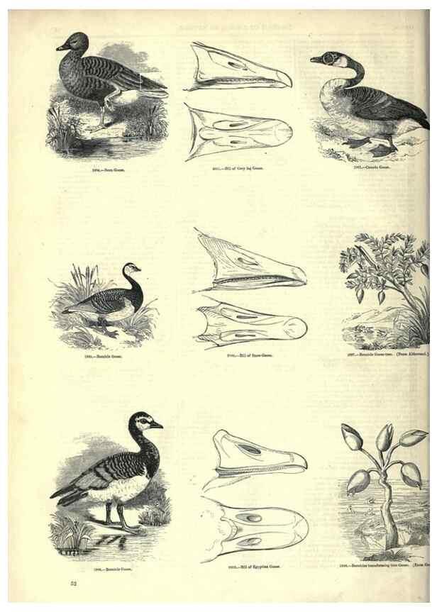 Reproducción/Reproduction 7739992132: The pictorial museum of animated nature .... London :C. Cox,[1844?]
