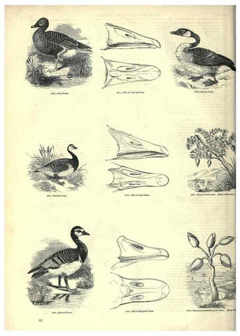 Reproducción/Reproduction 7739992132: The pictorial museum of animated nature .... London :C. Cox,[1844?]