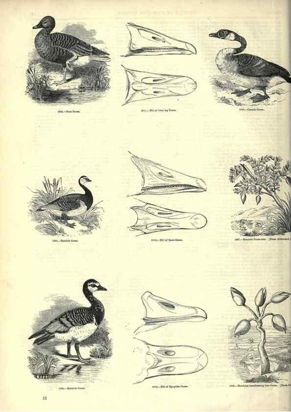 Reproducción/Reproduction 7739992132: The pictorial museum of animated nature .... London :C. Cox,[1844?]