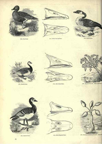 Reproducción/Reproduction 7739992132: The pictorial museum of animated nature .... London :C. Cox,[1844?]