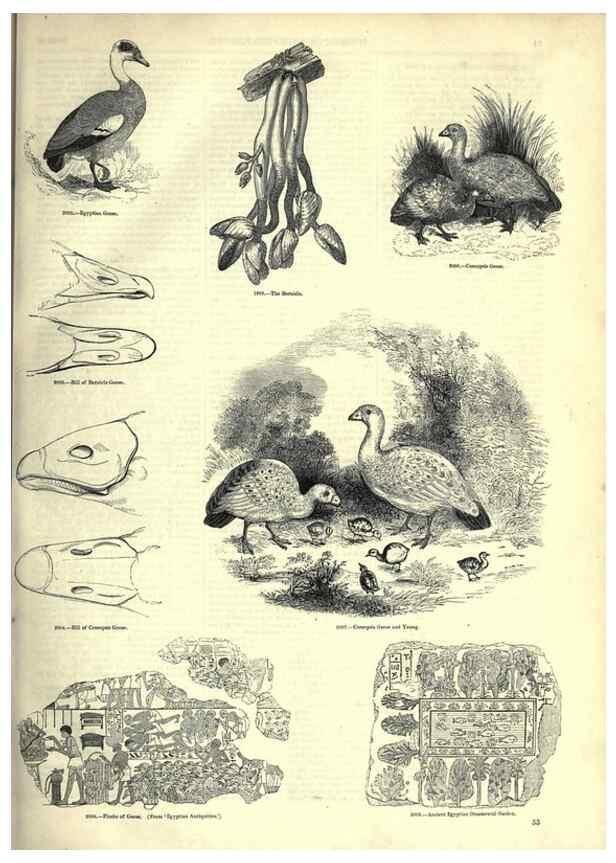 Reproducción/Reproduction 7739993170: The pictorial museum of animated nature .... London :C. Cox,[1844?]