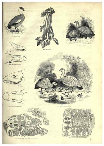 Reproducción/Reproduction 7739993170: The pictorial museum of animated nature .... London :C. Cox,[1844?]