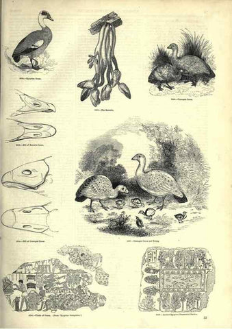 Reproducción/Reproduction 7739993170: The pictorial museum of animated nature .... London :C. Cox,[1844?]