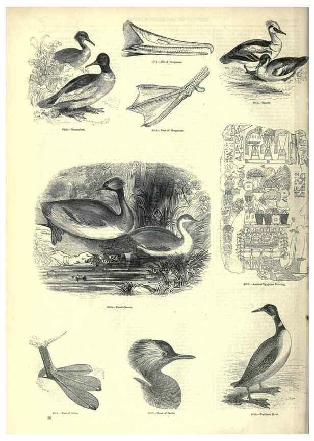 Reproducción/Reproduction 7739994280: The pictorial museum of animated nature .... London :C. Cox,[1844?]