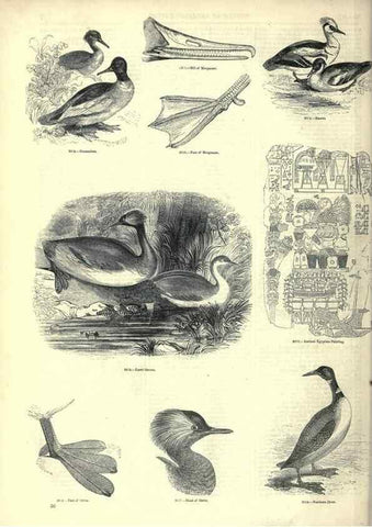 Reproducción/Reproduction 7739994280: The pictorial museum of animated nature .... London :C. Cox,[1844?]