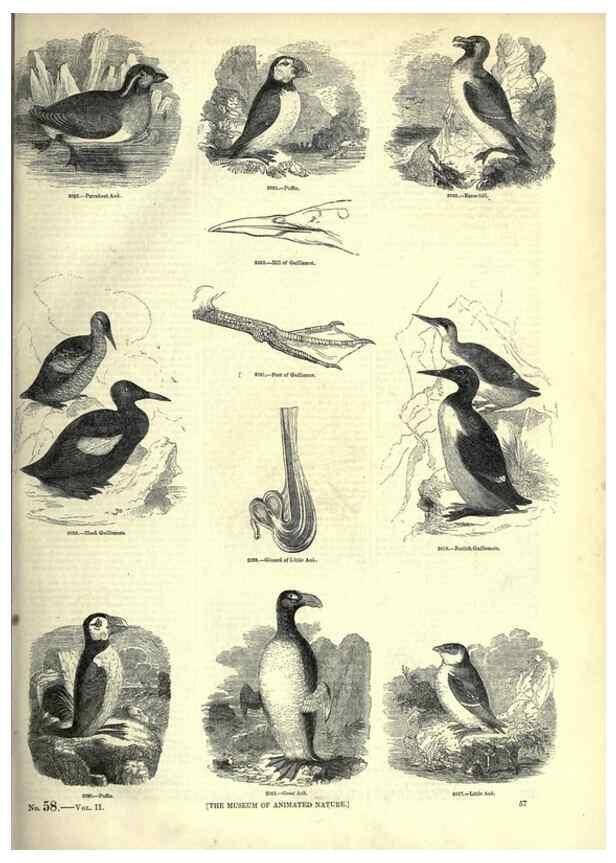 Reproducción/Reproduction 7739995730: The pictorial museum of animated nature .... London :C. Cox,[1844?]