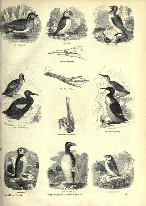 Reproducción/Reproduction 7739995730: The pictorial museum of animated nature .... London :C. Cox,[1844?]