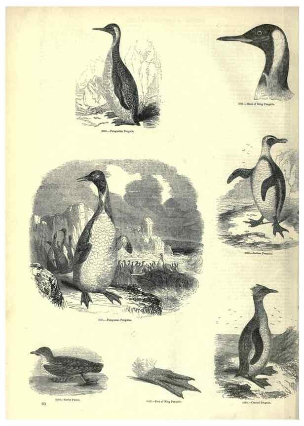 Reproducción/Reproduction 7739996692: The pictorial museum of animated nature .... London :C. Cox,[1844?]