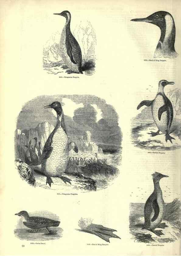 Reproducción/Reproduction 7739996692: The pictorial museum of animated nature .... London :C. Cox,[1844?]