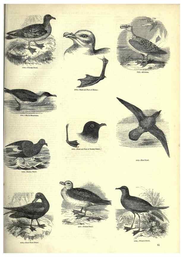 Reproducción/Reproduction 7739997770: The pictorial museum of animated nature .... London :C. Cox,[1844?]