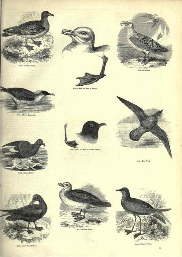 Reproducción/Reproduction 7739997770: The pictorial museum of animated nature .... London :C. Cox,[1844?]