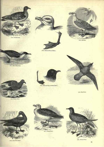 Reproducción/Reproduction 7739997770: The pictorial museum of animated nature .... London :C. Cox,[1844?]