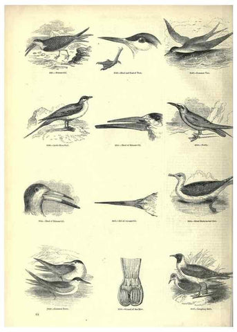 Reproducción/Reproduction 7739998702: The pictorial museum of animated nature .... London :C. Cox,[1844?]