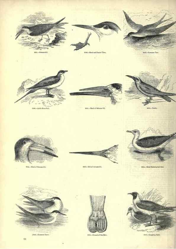 Reproducción/Reproduction 7739998702: The pictorial museum of animated nature .... London :C. Cox,[1844?]