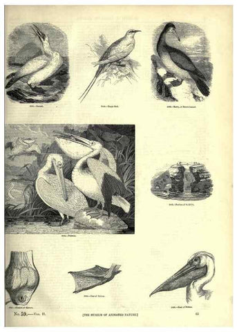 Reproducción/Reproduction 7739999688: The pictorial museum of animated nature .... London :C. Cox,[1844?]