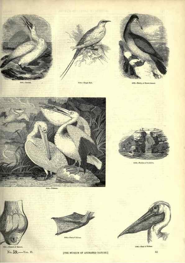Reproducción/Reproduction 7739999688: The pictorial museum of animated nature .... London :C. Cox,[1844?]