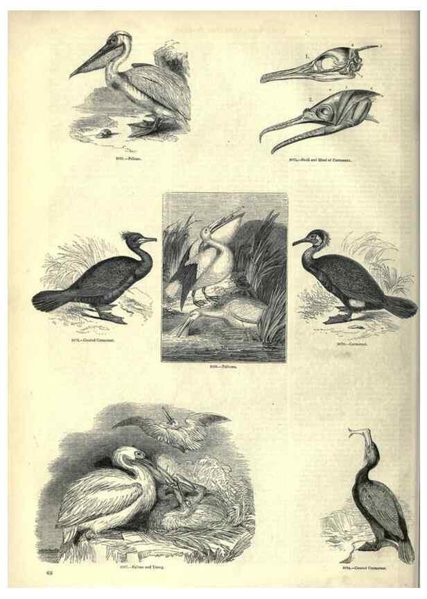 Reproducción/Reproduction 7740000660: The pictorial museum of animated nature .... London :C. Cox,[1844?]