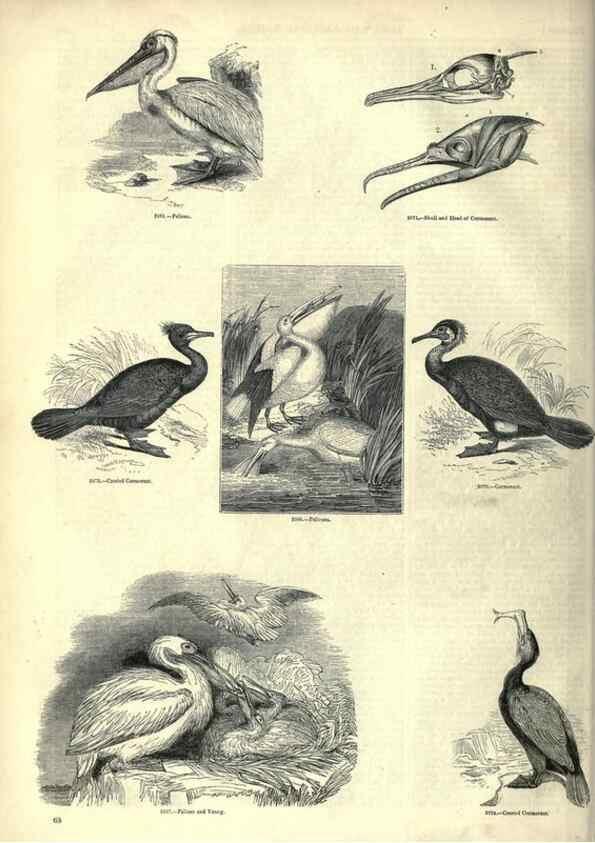 Reproducción/Reproduction 7740000660: The pictorial museum of animated nature .... London :C. Cox,[1844?]