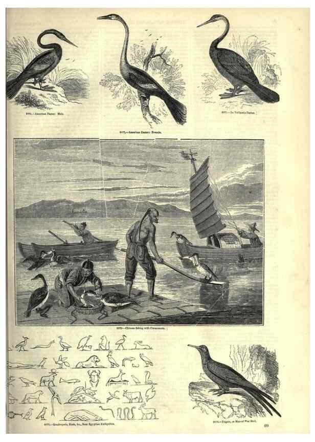 Reproducción/Reproduction 7740001904: The pictorial museum of animated nature .... London :C. Cox,[1844?]