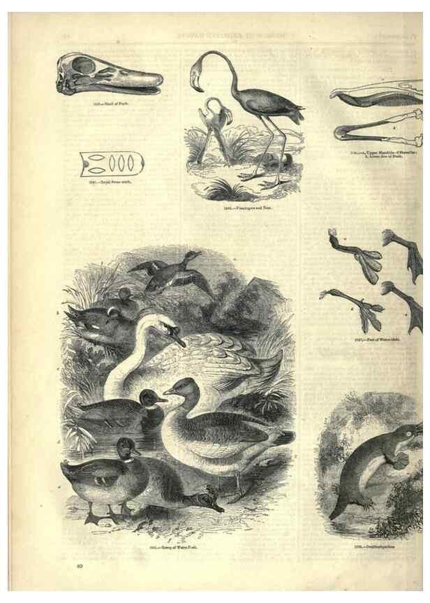 Reproducción/Reproduction 7739986046: The pictorial museum of animated nature .... London :C. Cox,[1844?]