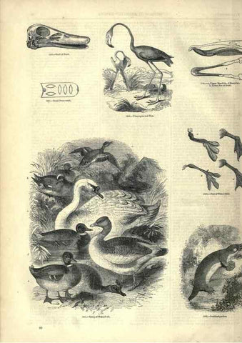 Reproducción/Reproduction 7739986046: The pictorial museum of animated nature .... London :C. Cox,[1844?]