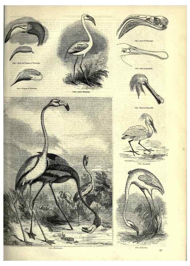 Reproducción/Reproduction 7739985066: The pictorial museum of animated nature .... London :C. Cox,[1844?]