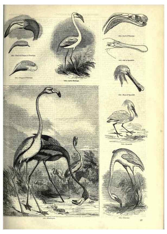 Reproducción/Reproduction 7739985066: The pictorial museum of animated nature .... London :C. Cox,[1844?]