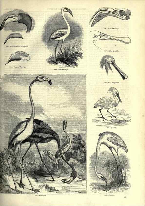 Reproducción/Reproduction 7739985066: The pictorial museum of animated nature .... London :C. Cox,[1844?]
