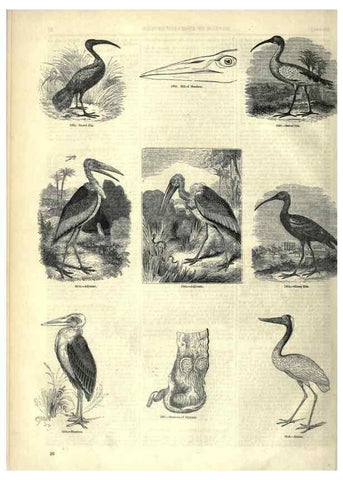 Reproducción/Reproduction 7739983936: The pictorial museum of animated nature .... London :C. Cox,[1844?]