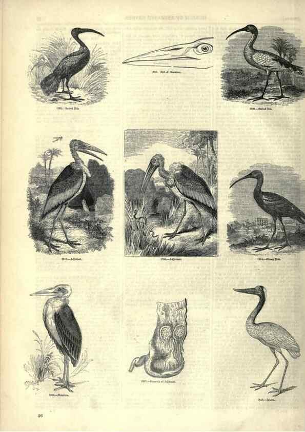 Reproducción/Reproduction 7739983936: The pictorial museum of animated nature .... London :C. Cox,[1844?]