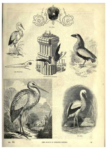 Reproducción/Reproduction 7739982608: The pictorial museum of animated nature .... London :C. Cox,[1844?]