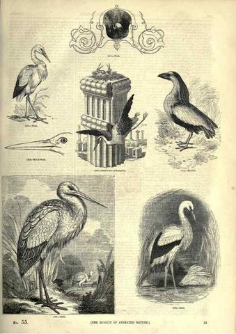 Reproducción/Reproduction 7739982608: The pictorial museum of animated nature .... London :C. Cox,[1844?]