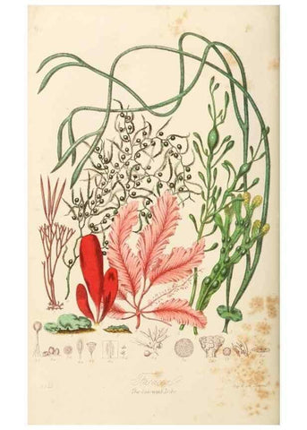 Reproducción/Reproduction 7739461740: Illustrations of the natural orders of plants with groups and descriptions.. London :Sampson Low, Son, and Marston,1868.