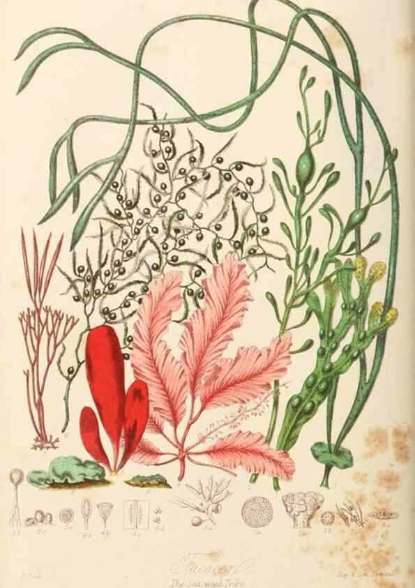 Reproducción/Reproduction 7739461740: Illustrations of the natural orders of plants with groups and descriptions.. London :Sampson Low, Son, and Marston,1868.