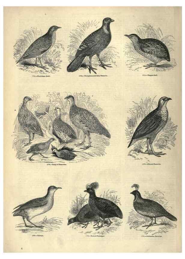 Reproducción/Reproduction 7739966522: The pictorial museum of animated nature .... London :C. Cox,[1844?]