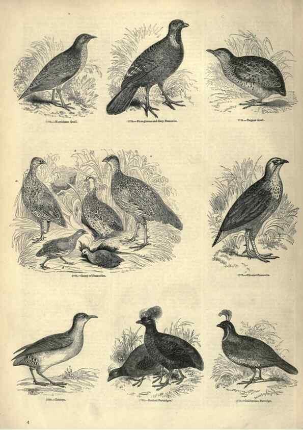 Reproducción/Reproduction 7739966522: The pictorial museum of animated nature .... London :C. Cox,[1844?]