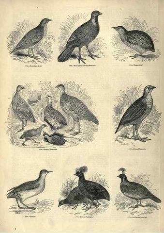 Reproducción/Reproduction 7739966522: The pictorial museum of animated nature .... London :C. Cox,[1844?]