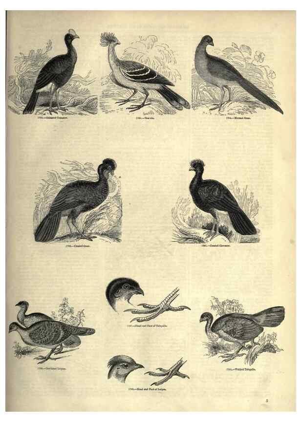 Reproducción/Reproduction 7739967542: The pictorial museum of animated nature .... London :C. Cox,[1844?]