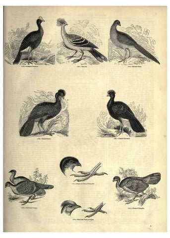 Reproducción/Reproduction 7739967542: The pictorial museum of animated nature .... London :C. Cox,[1844?]