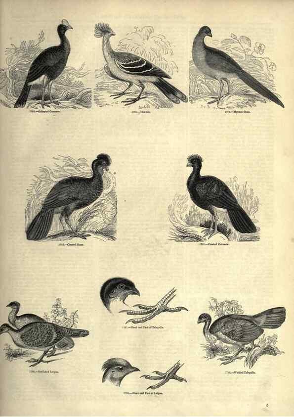Reproducción/Reproduction 7739967542: The pictorial museum of animated nature .... London :C. Cox,[1844?]