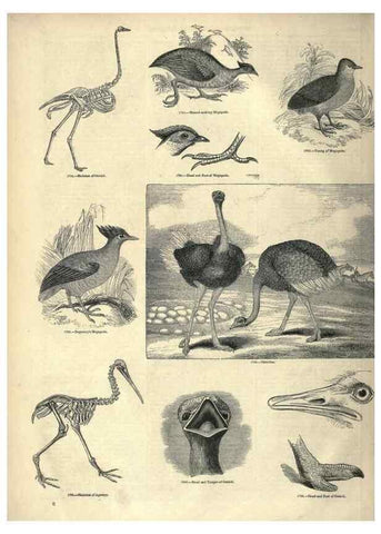 Reproducción/Reproduction 7739968558: The pictorial museum of animated nature .... London :C. Cox,[1844?]