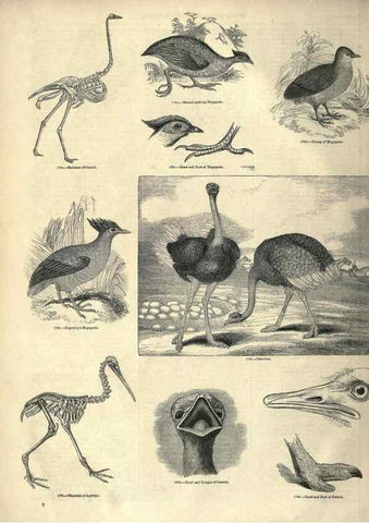 Reproducción/Reproduction 7739968558: The pictorial museum of animated nature .... London :C. Cox,[1844?]