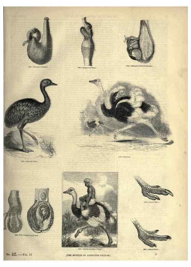 Reproducción/Reproduction 7739969636: The pictorial museum of animated nature .... London :C. Cox,[1844?]