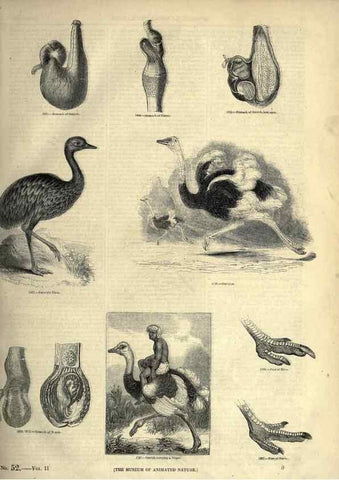Reproducción/Reproduction 7739969636: The pictorial museum of animated nature .... London :C. Cox,[1844?]