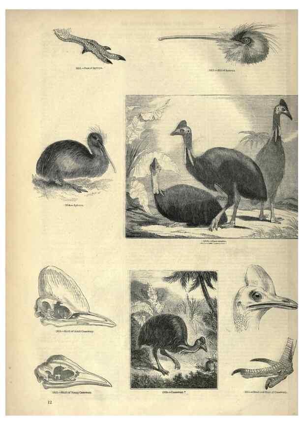 Reproducción/Reproduction 7739970772: The pictorial museum of animated nature .... London :C. Cox,[1844?]