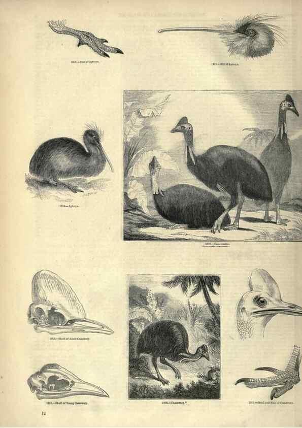 Reproducción/Reproduction 7739970772: The pictorial museum of animated nature .... London :C. Cox,[1844?]