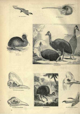 Reproducción/Reproduction 7739970772: The pictorial museum of animated nature .... London :C. Cox,[1844?]